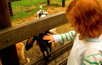 Collingwood Children's Farm - Attractions Brisbane 0