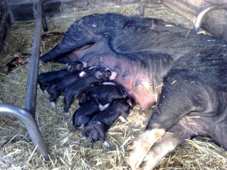 Collingwood Children's Farm - Attractions Brisbane 2