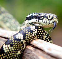 Reptile Encounters - Attractions Brisbane