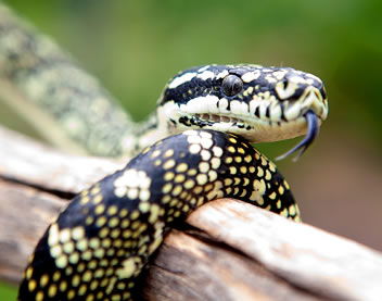 Reptile Encounters - Attractions Brisbane 0