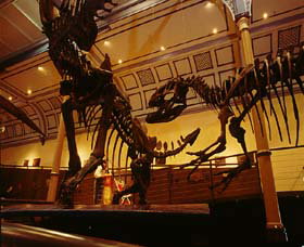 Australian Museum - Attractions Brisbane 1