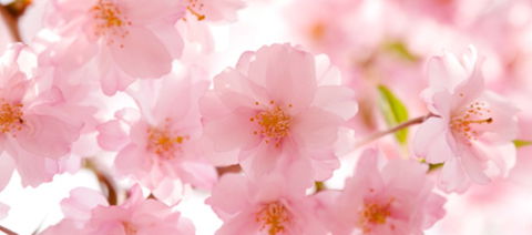 Sakura Day Spa - Attractions Brisbane 1