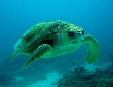 Snorkel Safari Brisbane - Attractions Brisbane 4