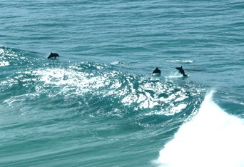 Beach Trekkers North Stradbroke Island - Attractions Brisbane 2