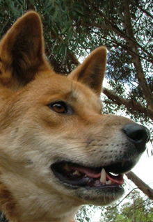 Armadale Reptile & Wildlife Centre - Attractions Brisbane 5