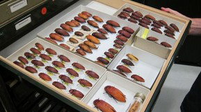 Western Australian Museum - Attractions Brisbane 1