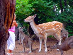 Birdland Animal Park - Attractions Brisbane 4