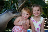 Dolphin Marine Magic