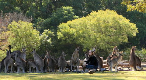 Lone Pine Koala Sanctuary - Attractions Brisbane 1