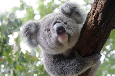 Lone Pine Koala Sanctuary - Attractions Brisbane 3