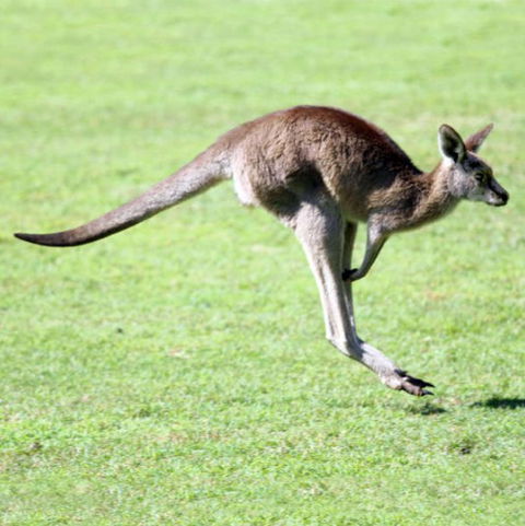 Lone Pine Koala Sanctuary - Attractions Brisbane 4