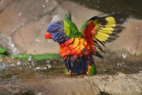 Lone Pine Koala Sanctuary - Attractions Brisbane 5