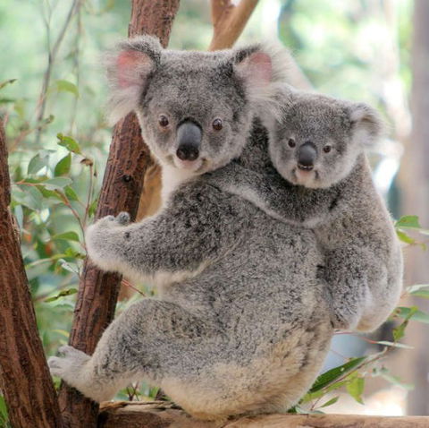 Lone Pine Koala Sanctuary - Attractions Brisbane 6