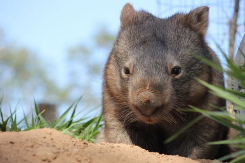 Lone Pine Koala Sanctuary - Attractions Brisbane 7