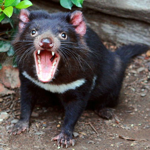 Lone Pine Koala Sanctuary - Attractions Brisbane 8