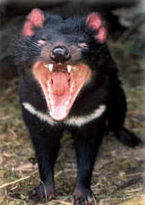 Zoo Doo Wildlife Park - Attractions Brisbane 4