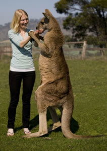 Zoo Doo Wildlife Park - Attractions Brisbane 5