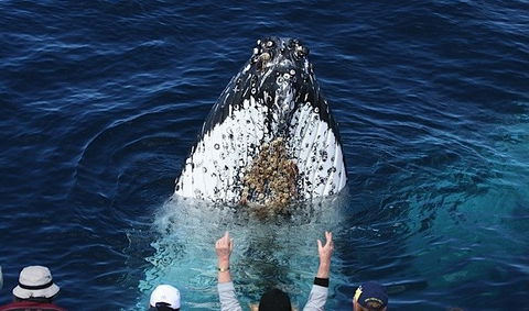 Spirit Of Gold Coast Whale Watching - Attractions Brisbane 1