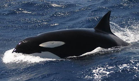Spirit Of Gold Coast Whale Watching - Attractions Brisbane 2
