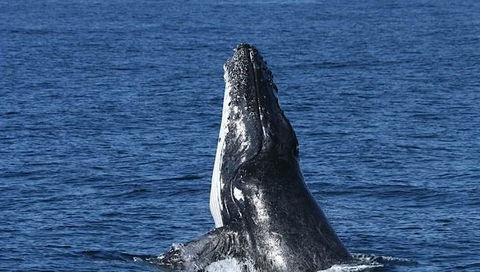 Spirit Of Gold Coast Whale Watching - Attractions Brisbane 3