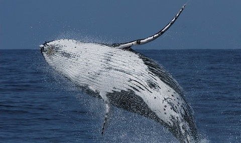 Spirit Of Gold Coast Whale Watching - Attractions Brisbane 4