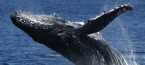 Spirit Of Gold Coast Whale Watching - Attractions Brisbane 5