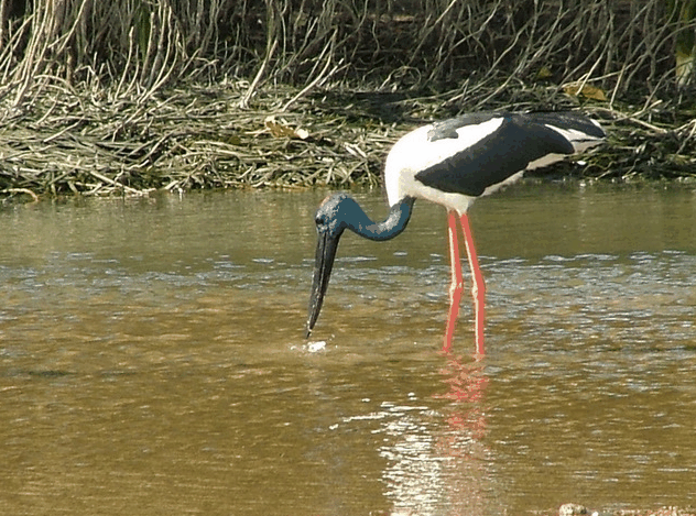 Bruce Belchers Daintree River Cruise - Attractions Brisbane 2