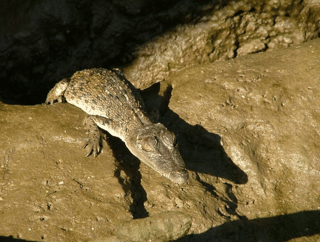 Bruce Belchers Daintree River Cruise - Attractions Brisbane 3