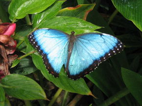 Butterfly Farm - Attractions Brisbane 5
