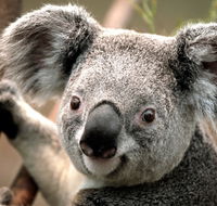 Potoroo Palace - Attractions Brisbane
