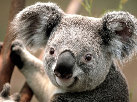 Potoroo Palace - Attractions Brisbane 0