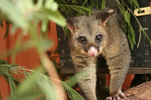 Potoroo Palace - Attractions Brisbane 3