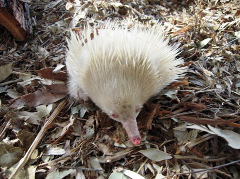Potoroo Palace - Attractions Brisbane 4