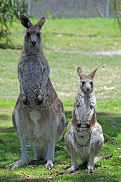 Potoroo Palace - Attractions Brisbane 5