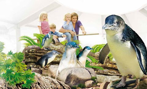 Manly SEA LIFE Sanctuary - Attractions Brisbane 1