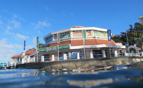 Manly SEA LIFE Sanctuary - Attractions Brisbane 2