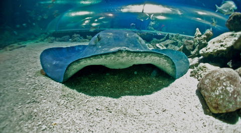 Manly SEA LIFE Sanctuary - Attractions Brisbane 3