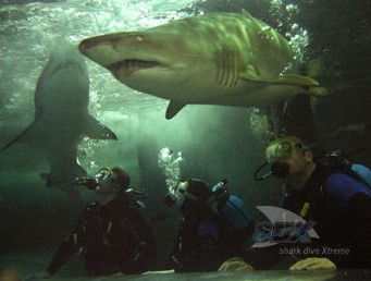 Manly SEA LIFE Sanctuary - Attractions Brisbane 5