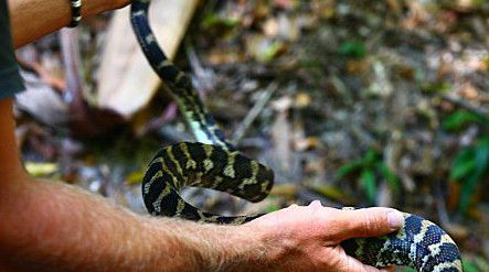 Queensland Day Tours - Attractions Brisbane 1