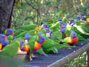 Gorge Wildlife Park - Attractions Brisbane 4