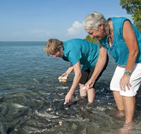 Aquascene Fish Feeding Sanctuary - Attractions Brisbane