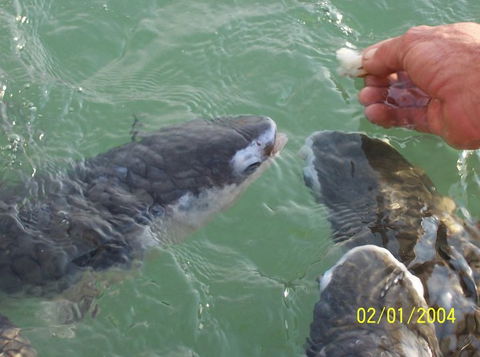 Aquascene Fish Feeding Sanctuary - Attractions Brisbane 2