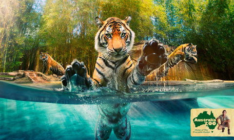 Australia Zoo - Attractions Brisbane 9