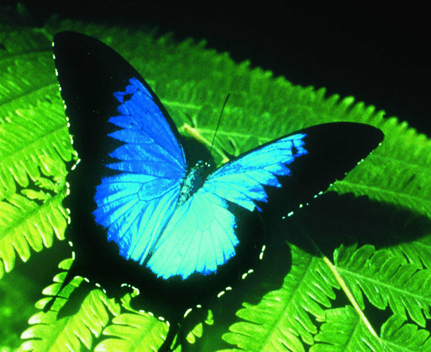 Australian Butterfly Sanctuary - Attractions Brisbane