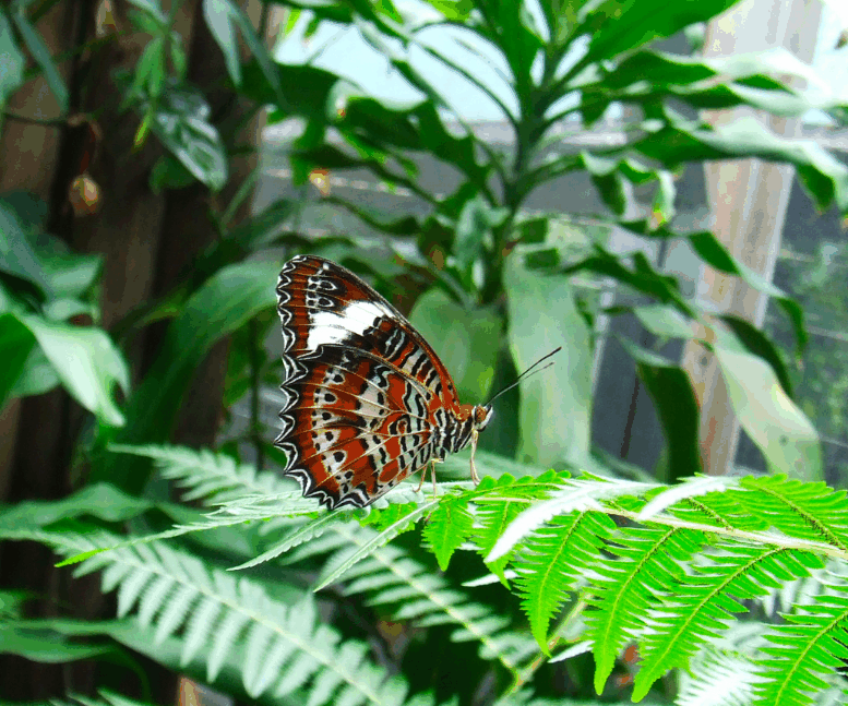Australian Butterfly Sanctuary - Attractions Brisbane 1
