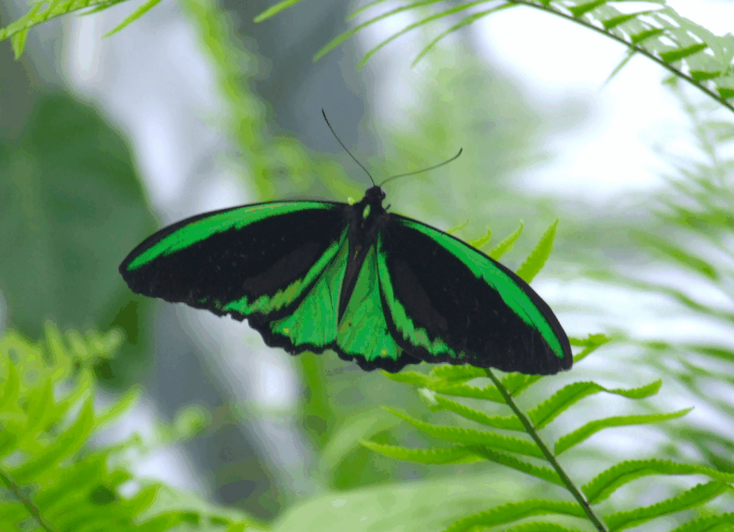 Australian Butterfly Sanctuary - Attractions Brisbane 2