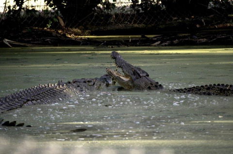 Billabong Sanctuary - Attractions Brisbane 3