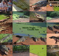 The Malcolm Douglas Crocodile Park - Attractions Brisbane