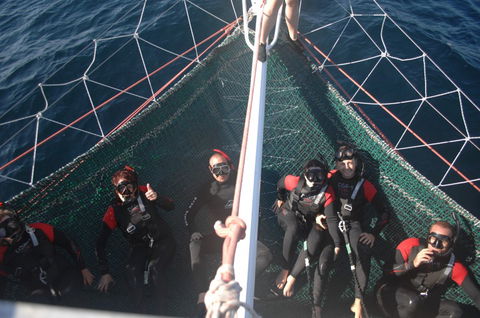 Dolphin Swim Australia - Attractions Brisbane 4