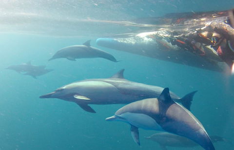 Dolphin Swim Australia - Attractions Brisbane 5